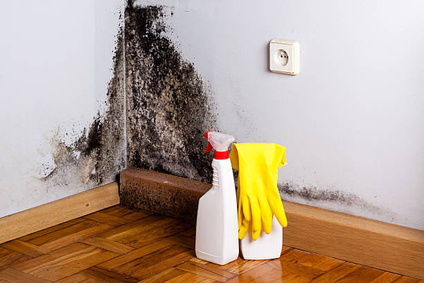 Best Mold Removal Process  in USA